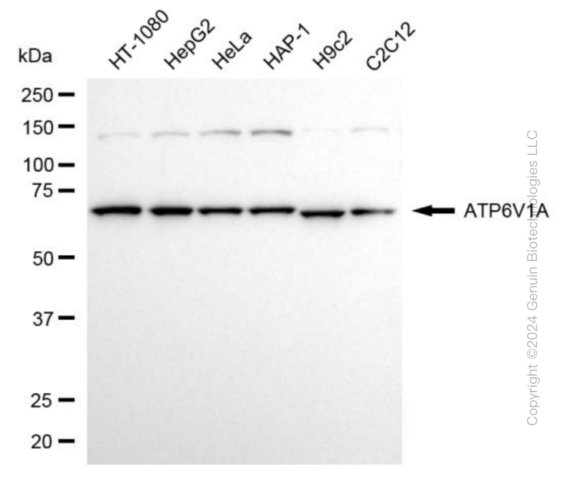 ATP6V1A antibody