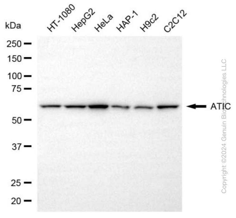 ATIC antibody