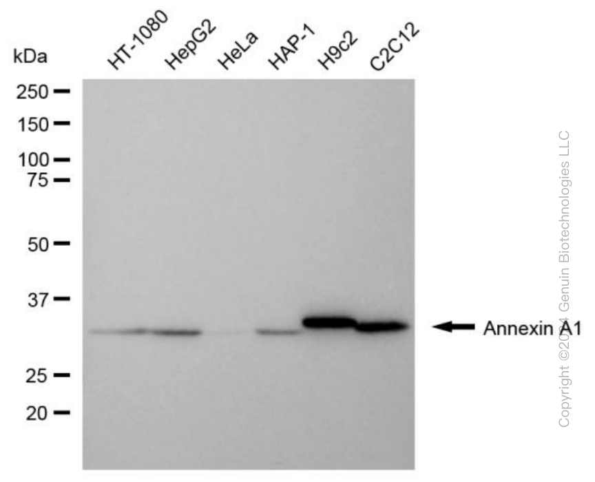 ANXA1 antibody