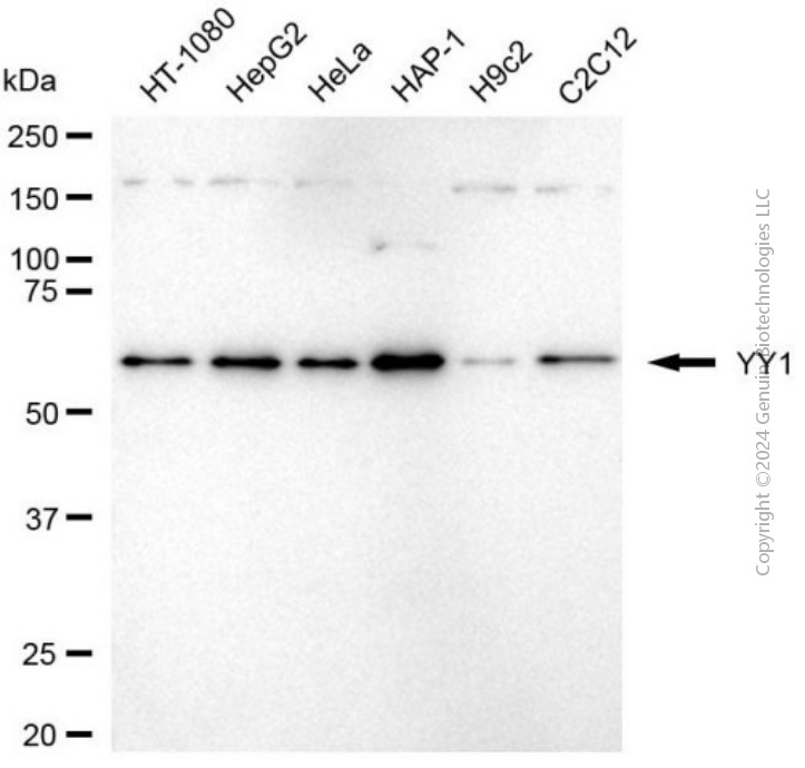 YY1 antibody