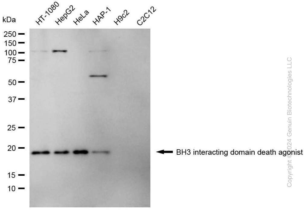BID antibody
