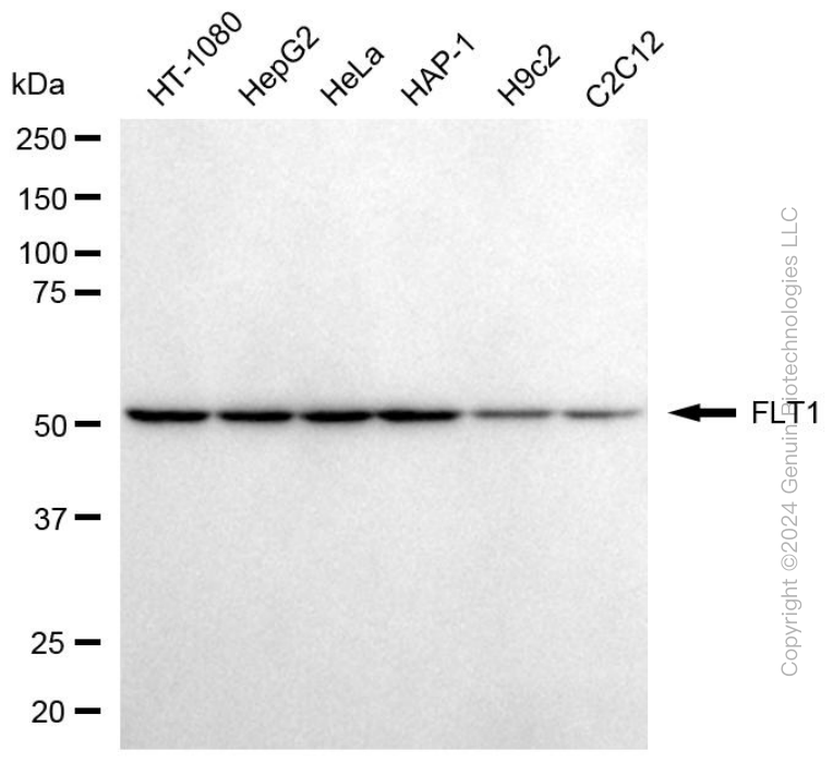 FLT1 antibody