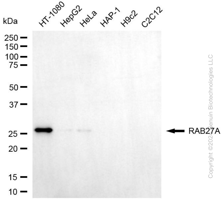 RAB27A antibody