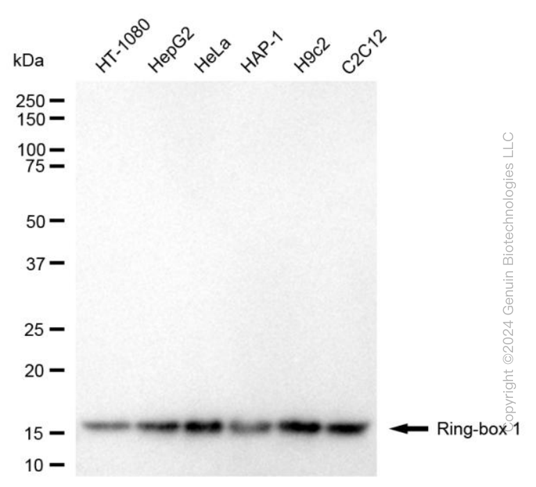 RBX1 antibody