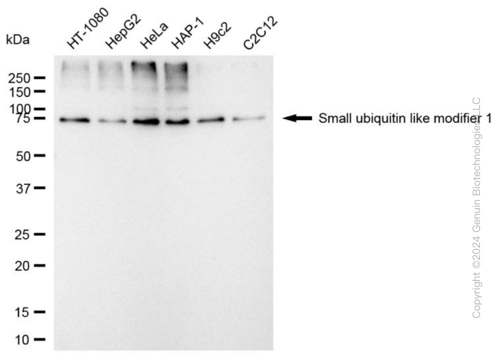 SUMO1 antibody