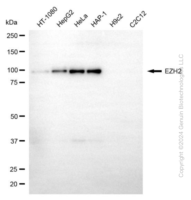 EZH2 antibody