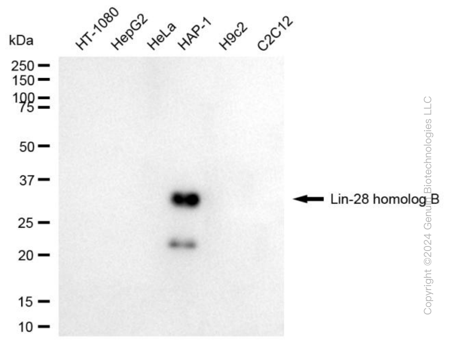 LIN28B antibody