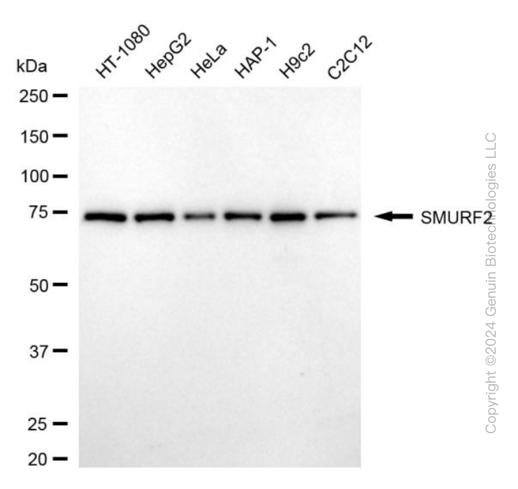 SMURF2 antibody