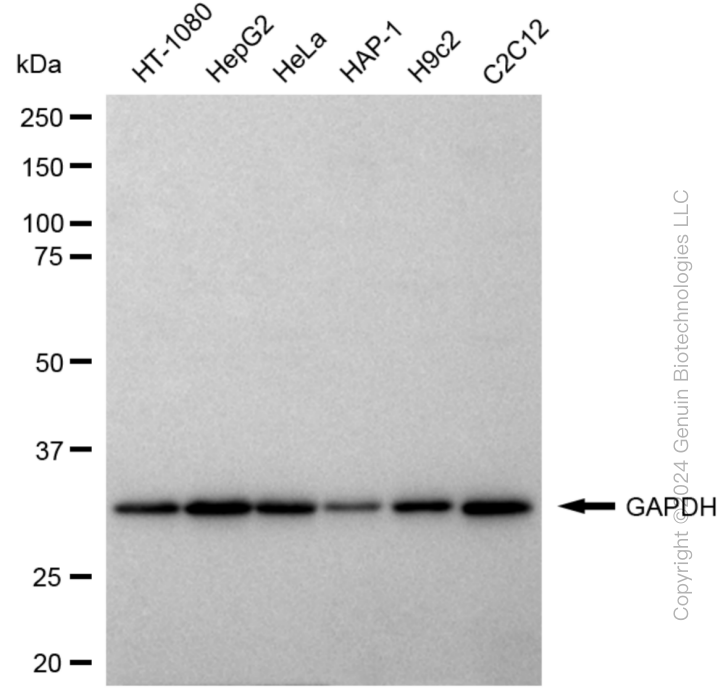 GAPDH antibody