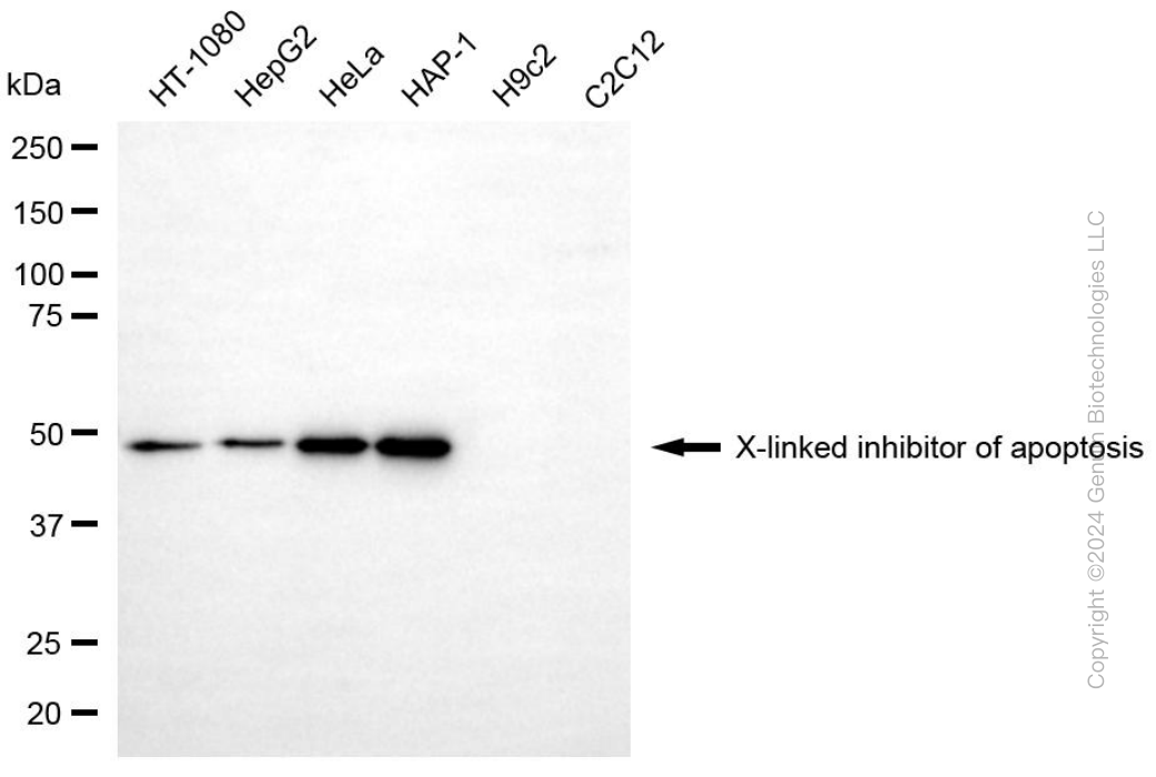 XIAP antibody
