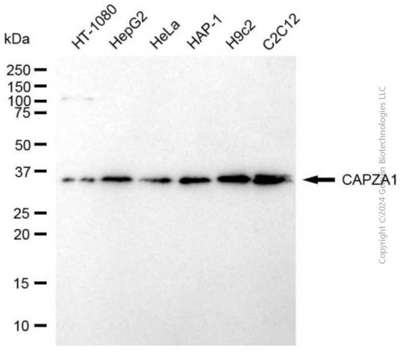 CAPZA1 antibody