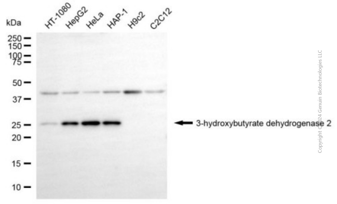 BDH2 antibody
