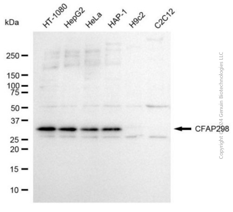 CFAP298 antibody
