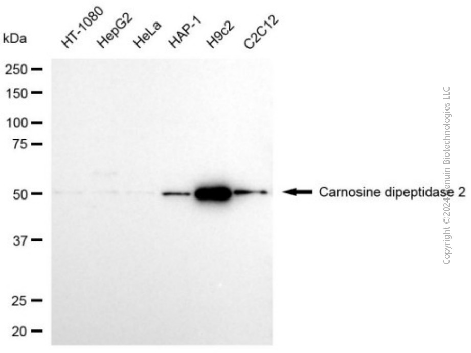 CNDP2 antibody