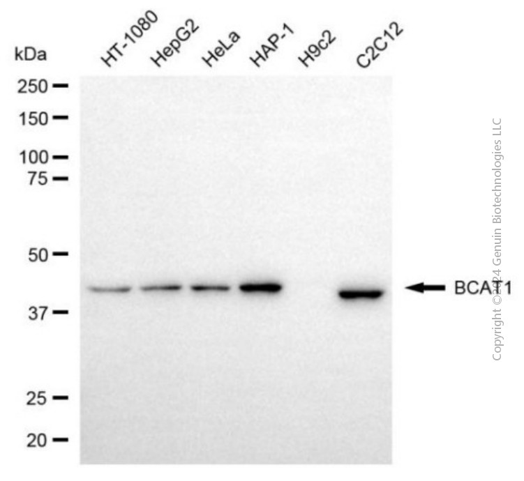 BCAT1 antibody
