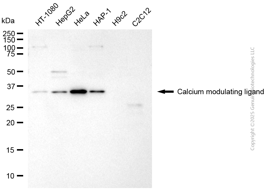 CAMLG antibody