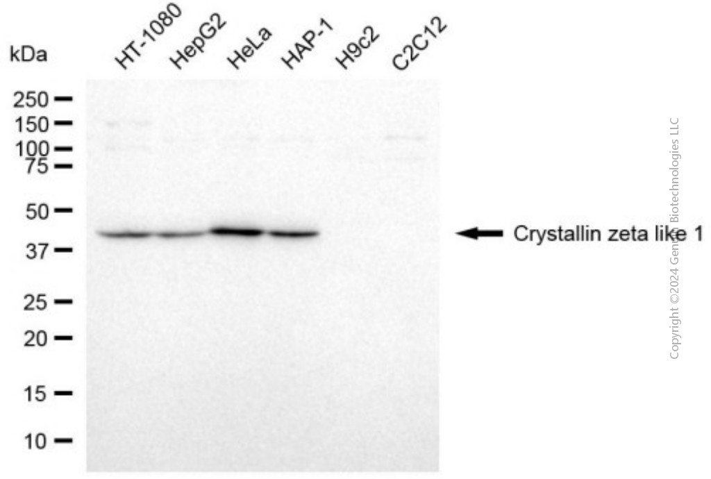 CRYZL1 antibody