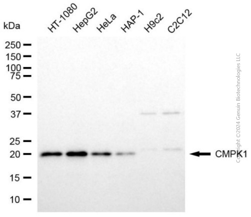 CMPK1 antibody