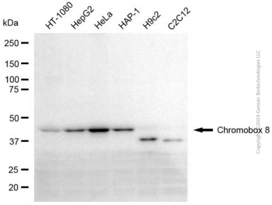 CBX8 antibody