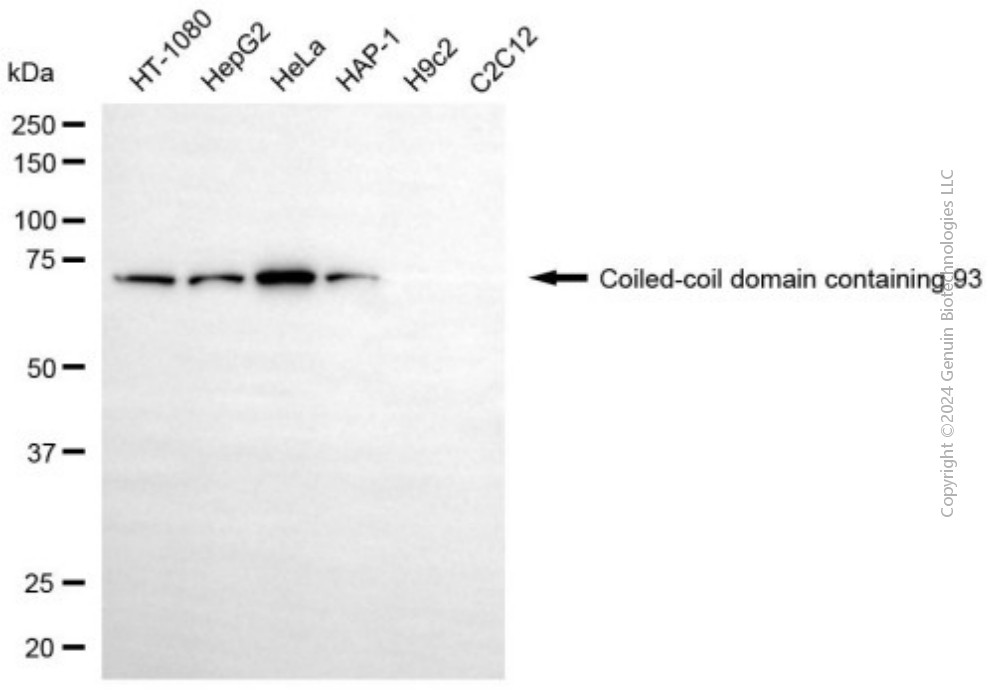 CCDC93 antibody