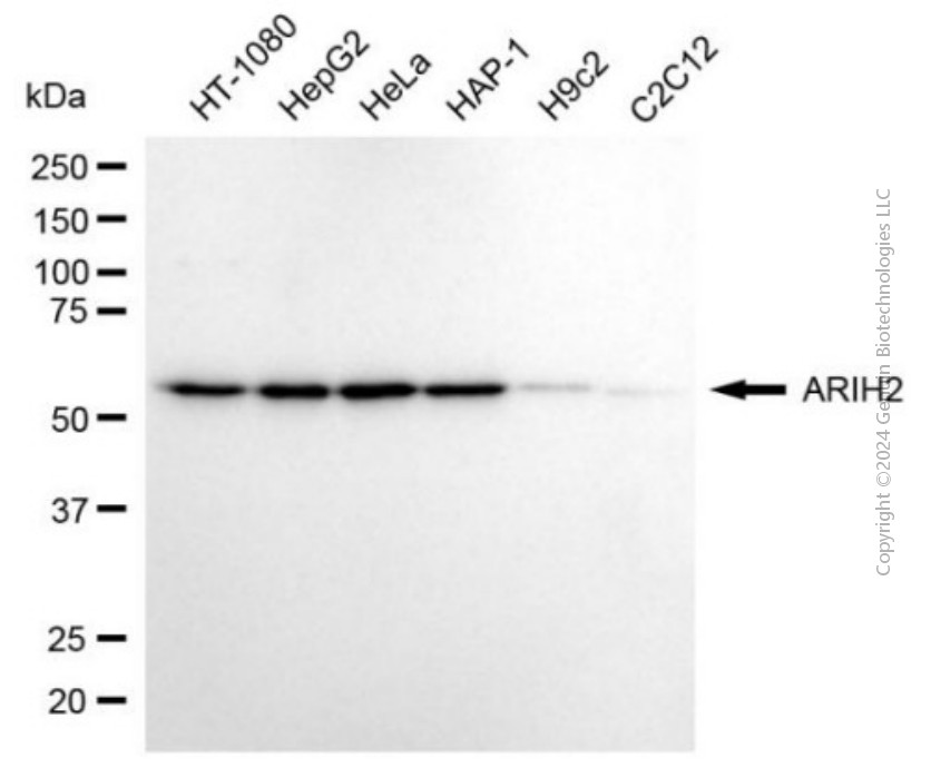 ARIH2 antibody