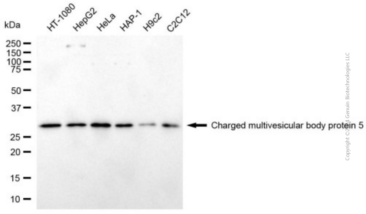 CHMP5 antibody