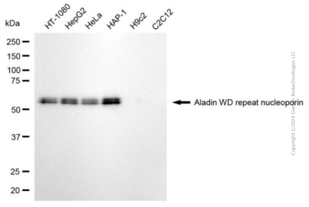 AAAS antibody