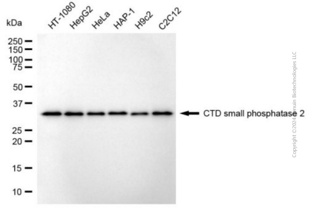 CTDSP2 antibody