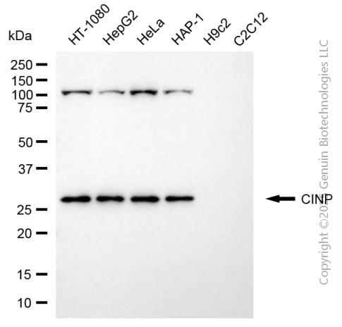 CINP antibody