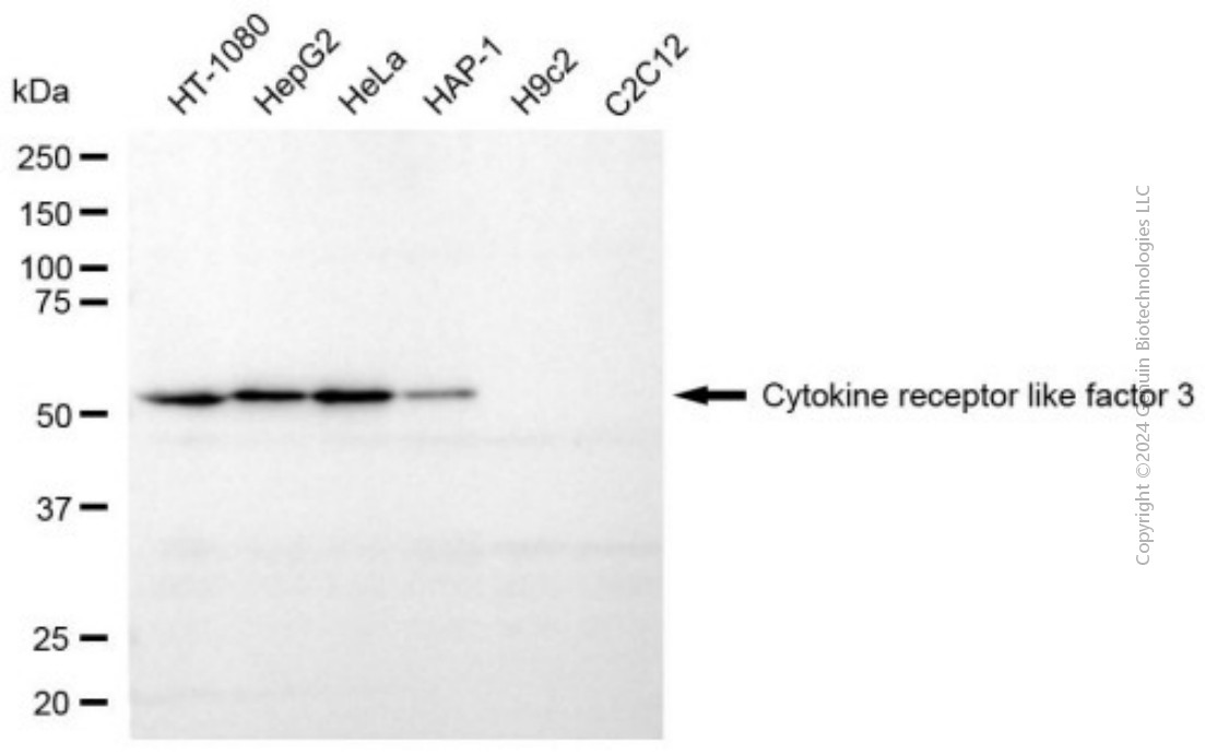 CRLF3 antibody