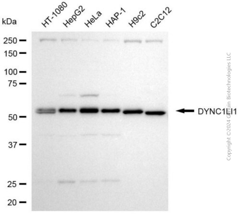 DYNC1LI1 antibody