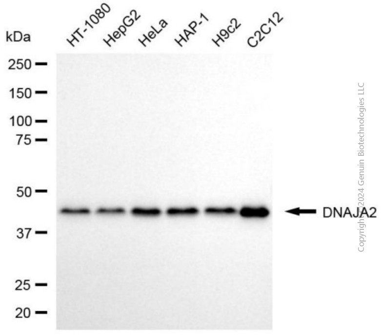 DNAJA2 antibody