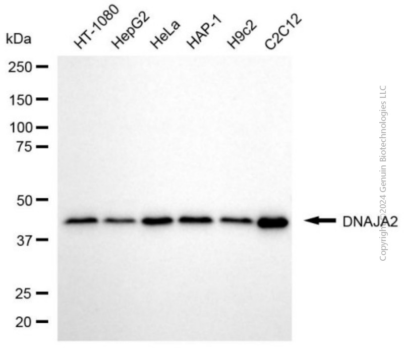 DNAJA2 antibody