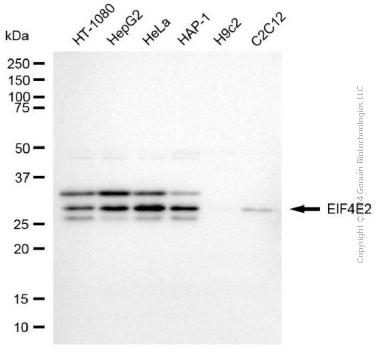 EIF4E2 antibody