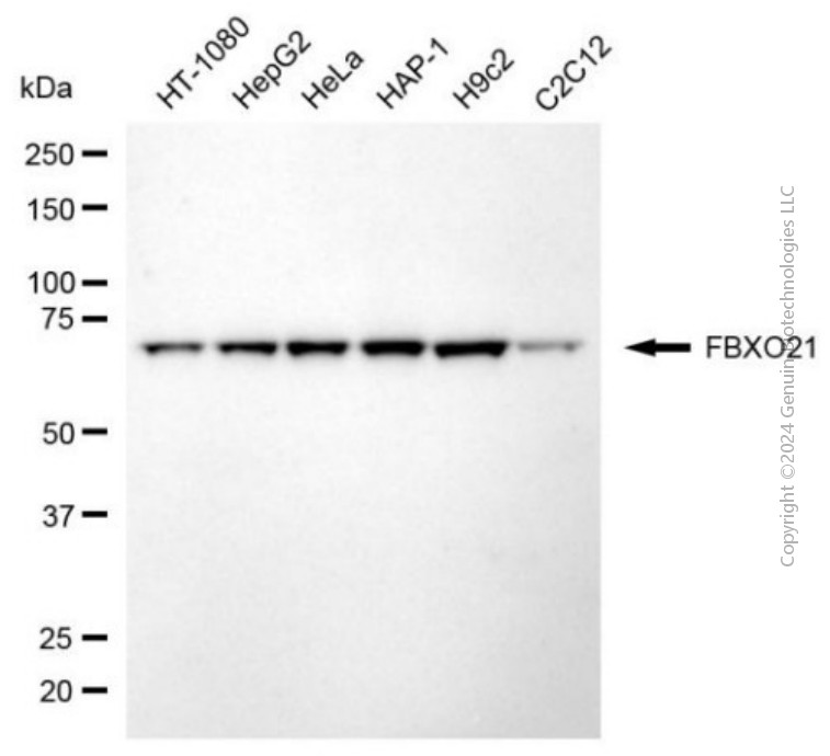 FBXO21 antibody