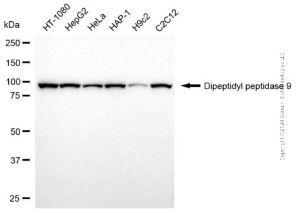 DPP9 antibody