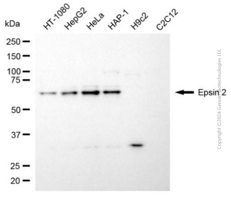 EPN2 antibody