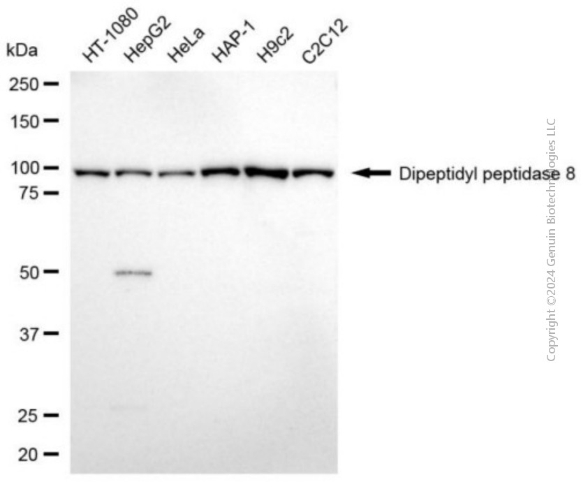 DPP8 antibody