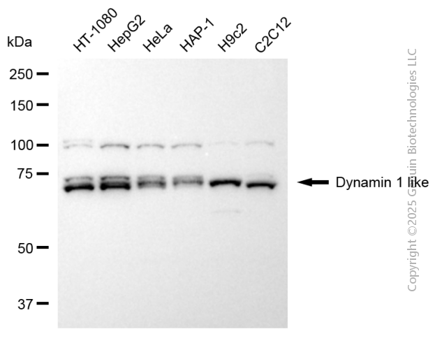 DNM1L antibody