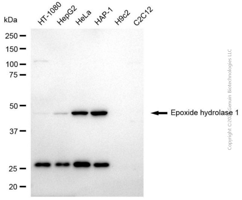 EPHX1 antibody