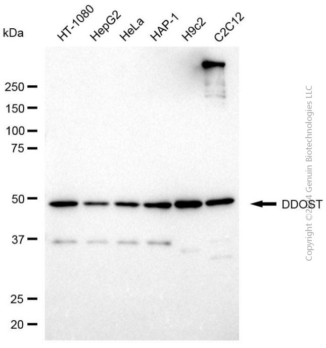 DDOST antibody
