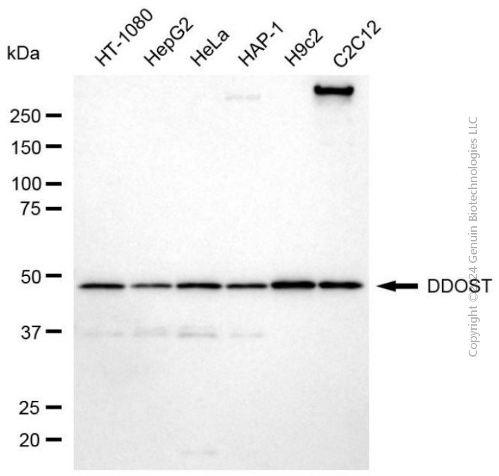 DDOST antibody
