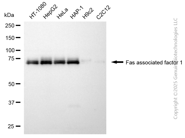 FAF1 antibody