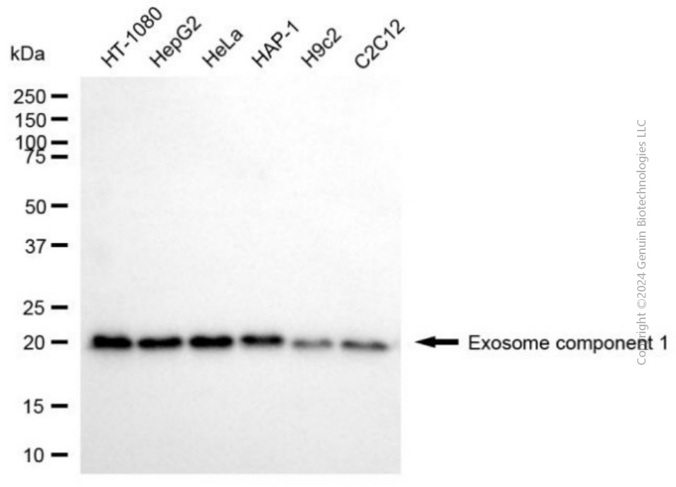 EXOSC1 antibody