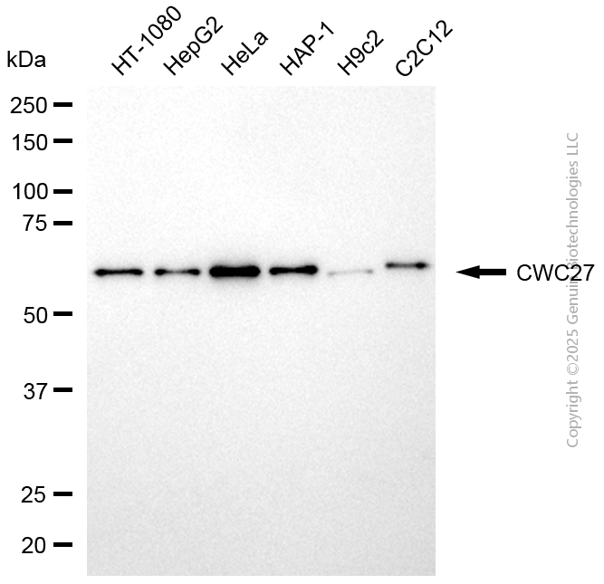 CWC27 antibody