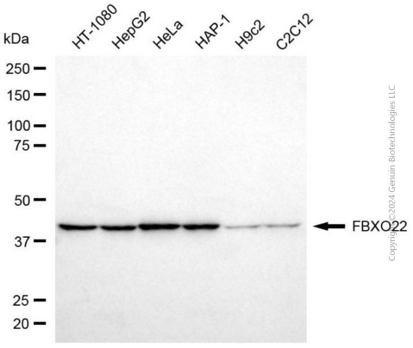 FBXO22 antibody