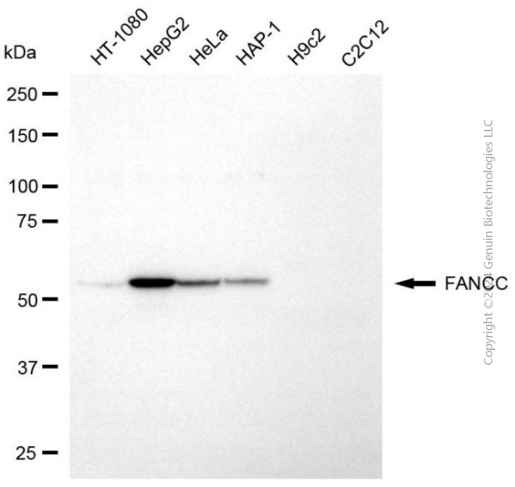 FANCC antibody