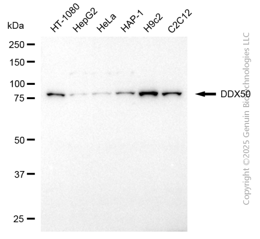 DDX50 antibody