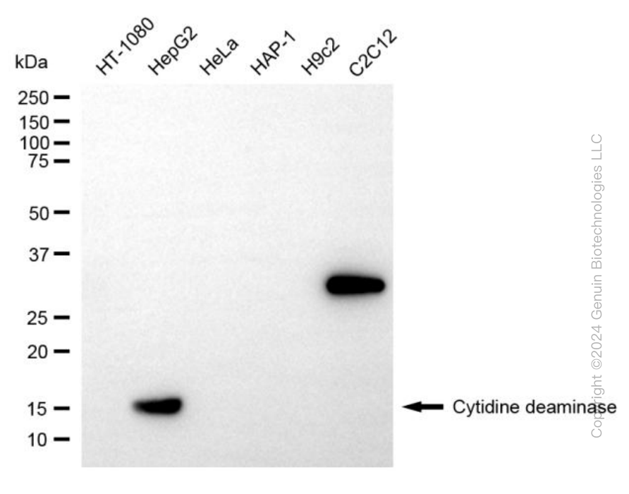CDA antibody