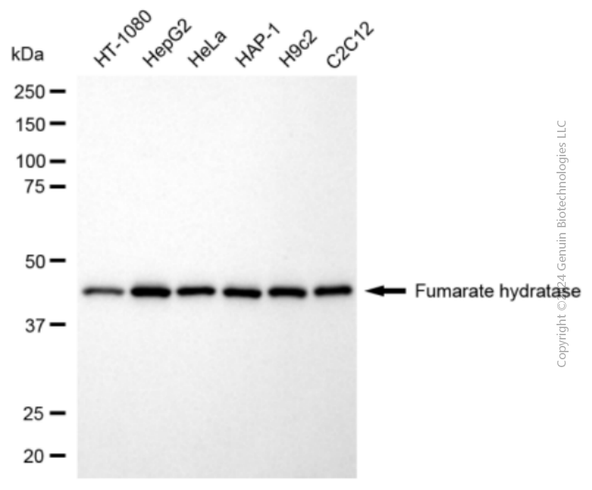 FH antibody